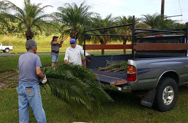 men trim palm fronds and load them into the back of a pickup