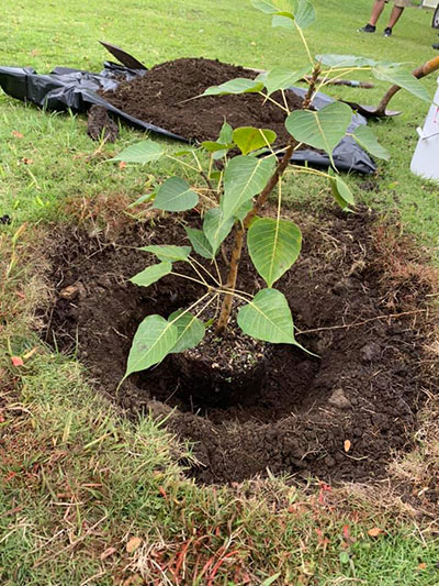 new Bodhi tree in the planting hole