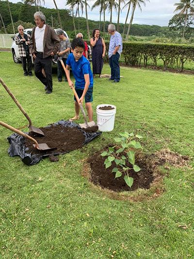 placing soil around the sapling in its new spot